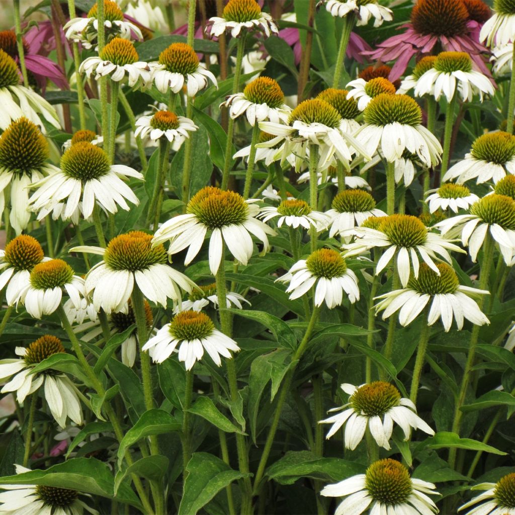 Echinacea purpurea White Swan