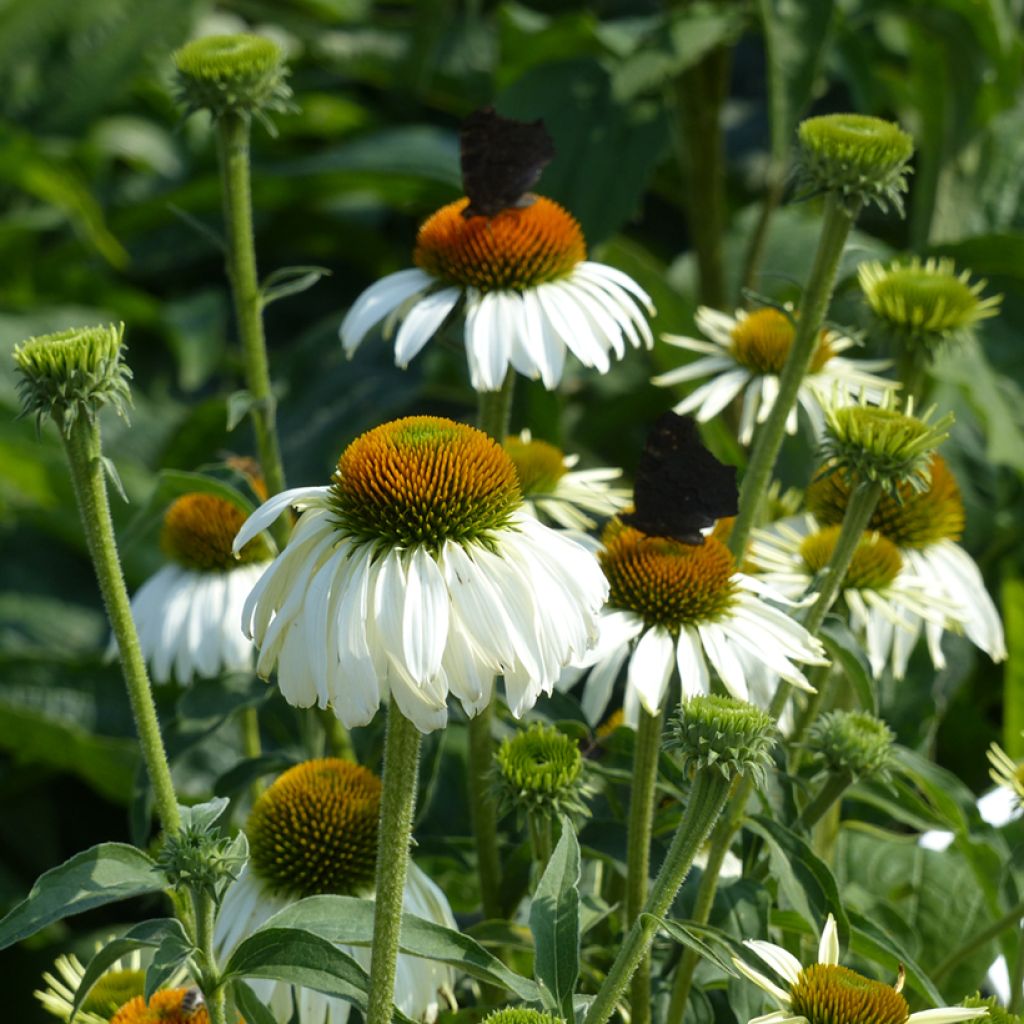 Echinacea purpurea White Swan