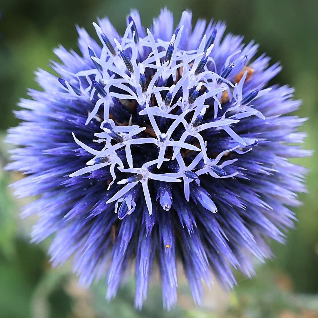 Echinops bannaticus Blue Glow (semi)