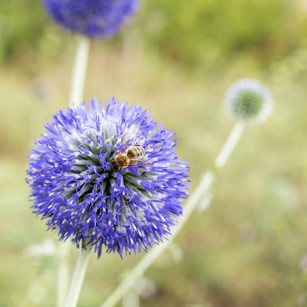 Echinops bannaticus Blue Glow (semi)