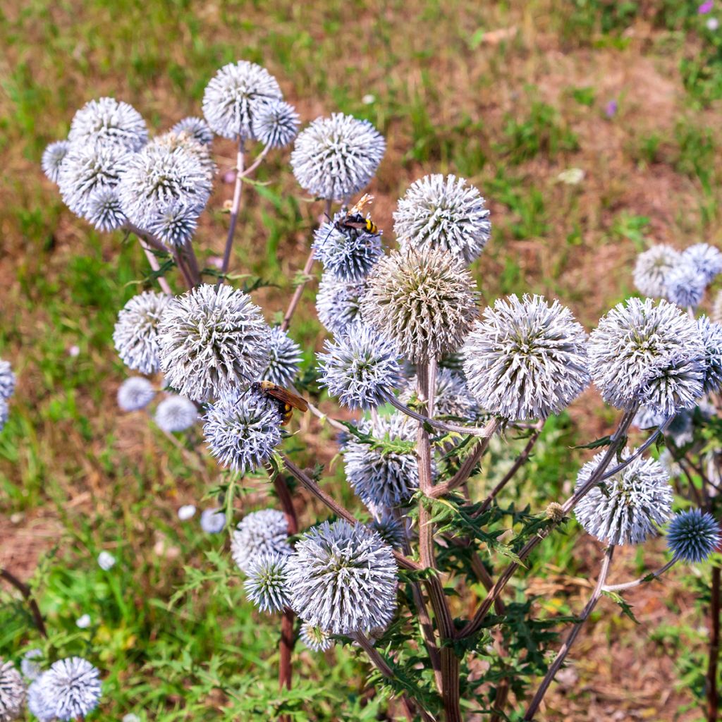 Echinops bannaticus Blue Glow (semi)