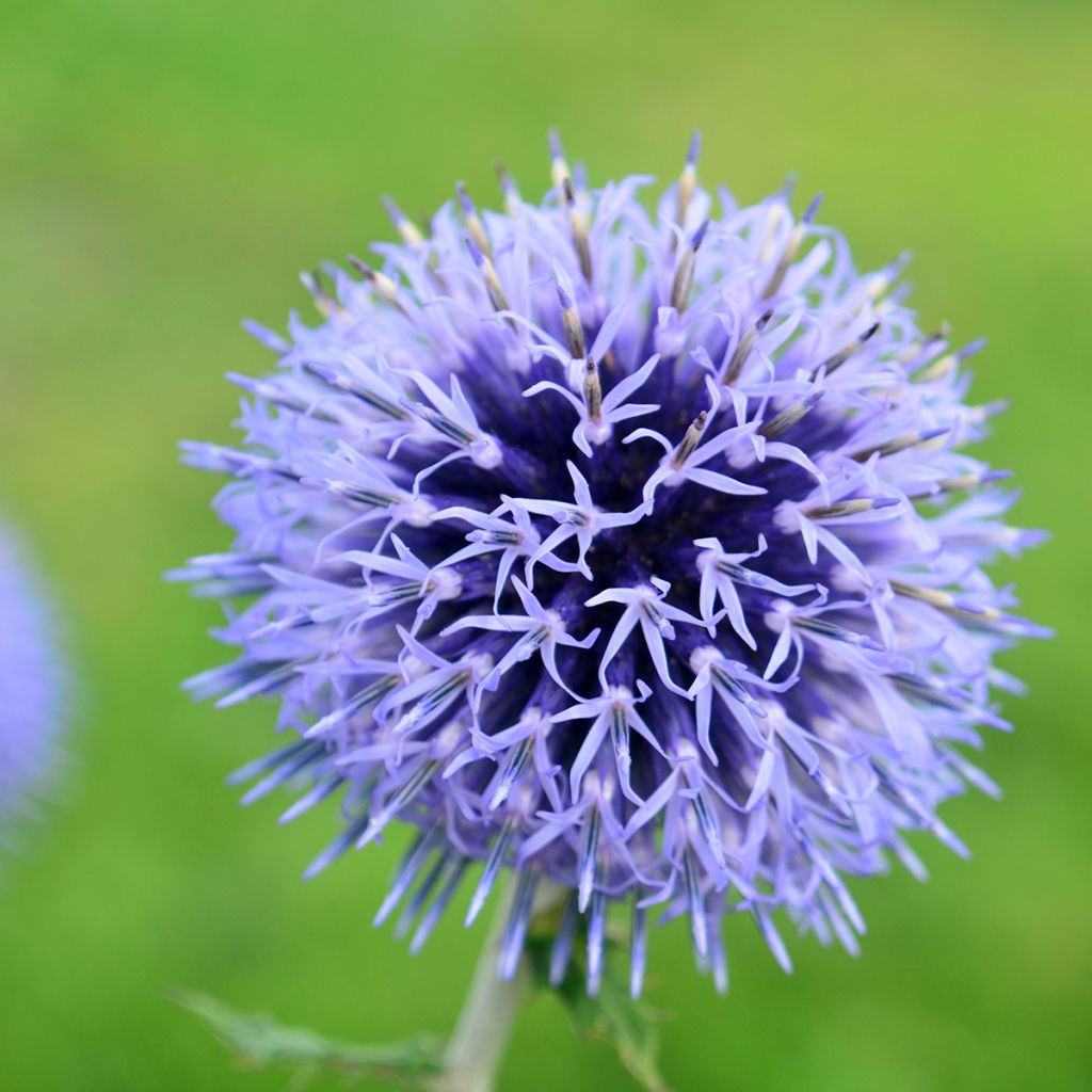 Echinops bannaticus Blue Glow (semi)