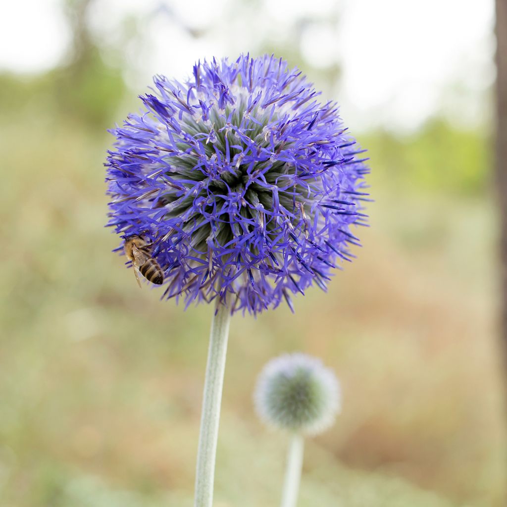 Echinops bannaticus Blue Glow (semi)