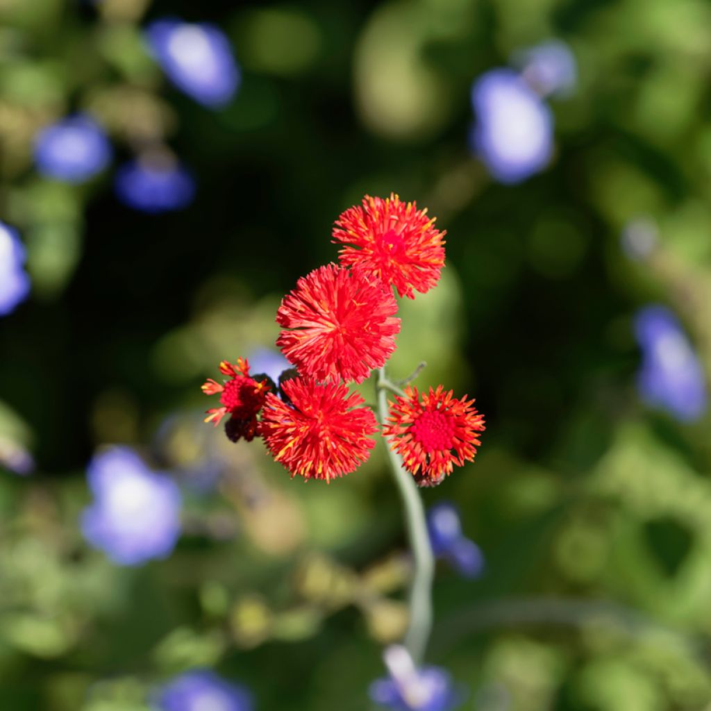 Emilia coccinea Scarlet Magic