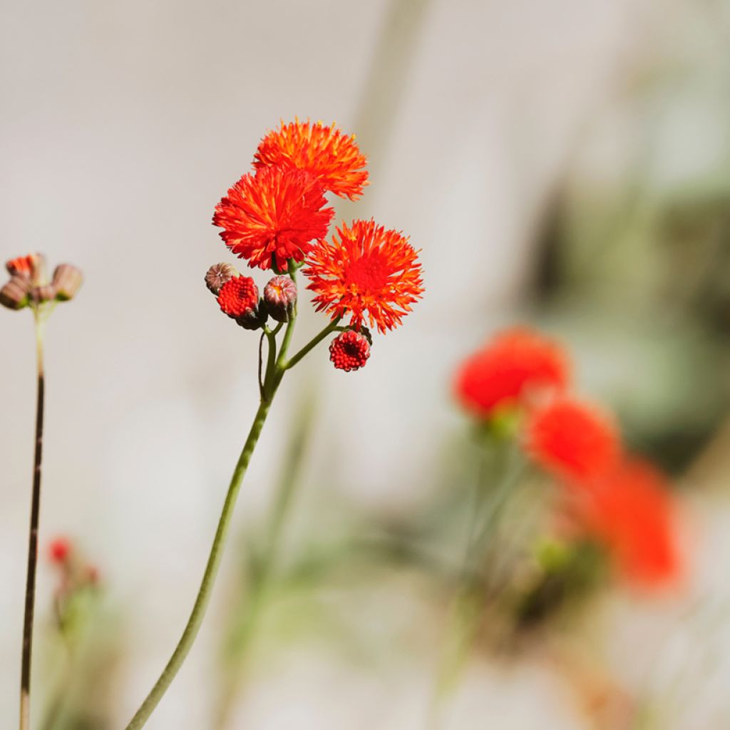 Emilia coccinea Scarlet Magic