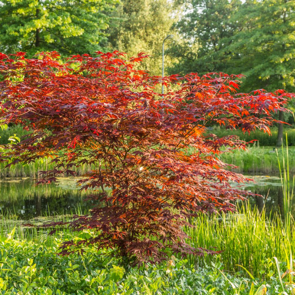 Acer palmatum Atropurpureum - Acero giapponese