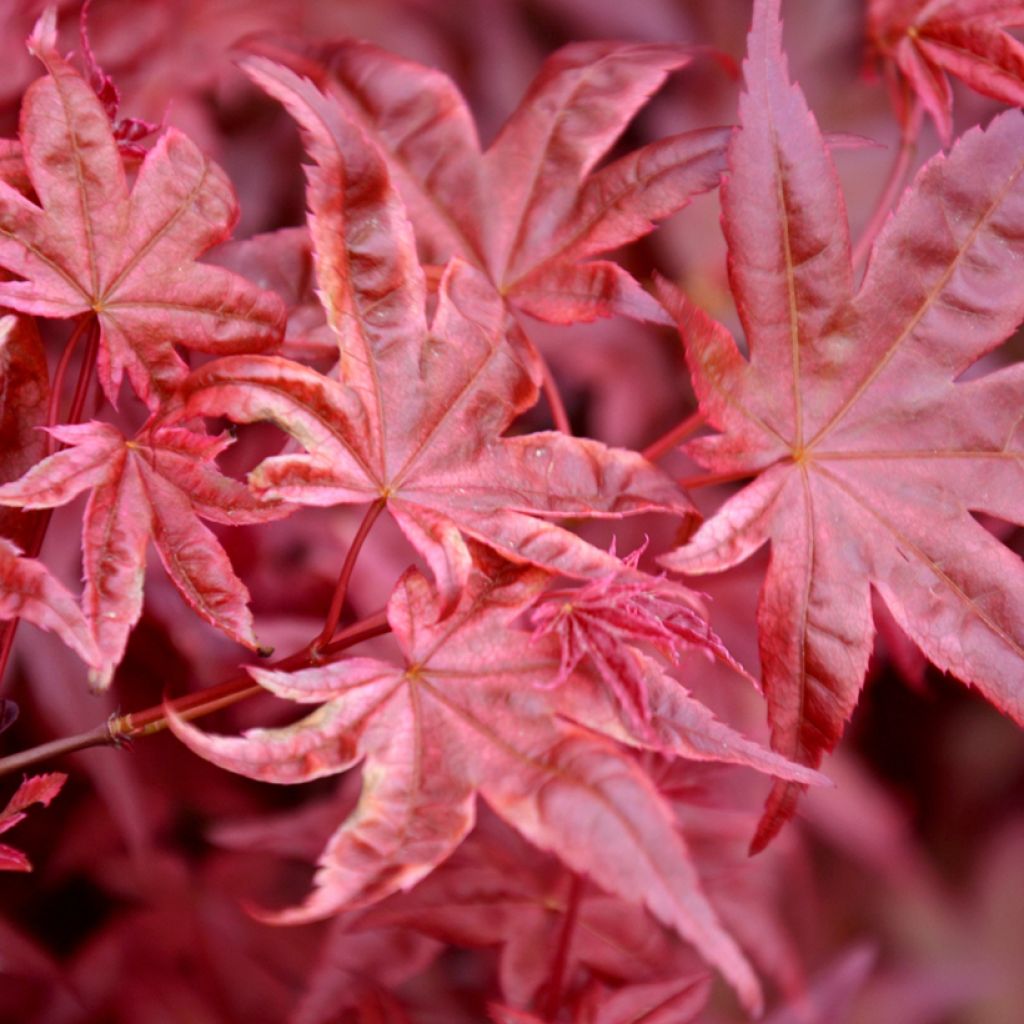 Acer palmatum Atropurpureum - Acero giapponese