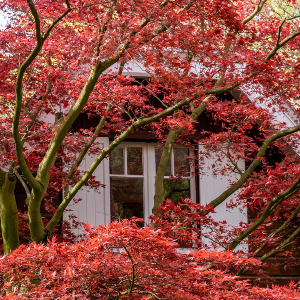 Acer palmatum Atropurpureum - Acero giapponese