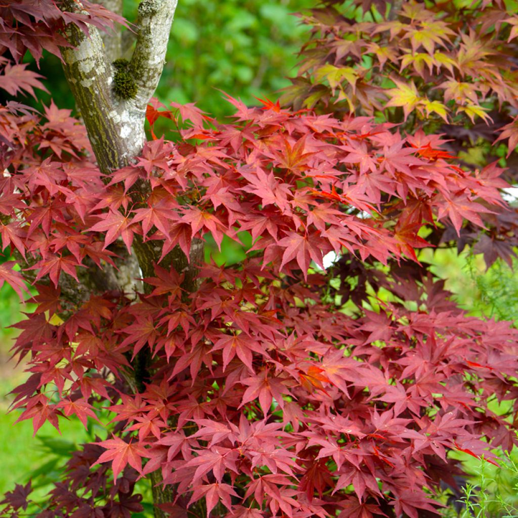 Acer palmatum Atropurpureum - Acero giapponese