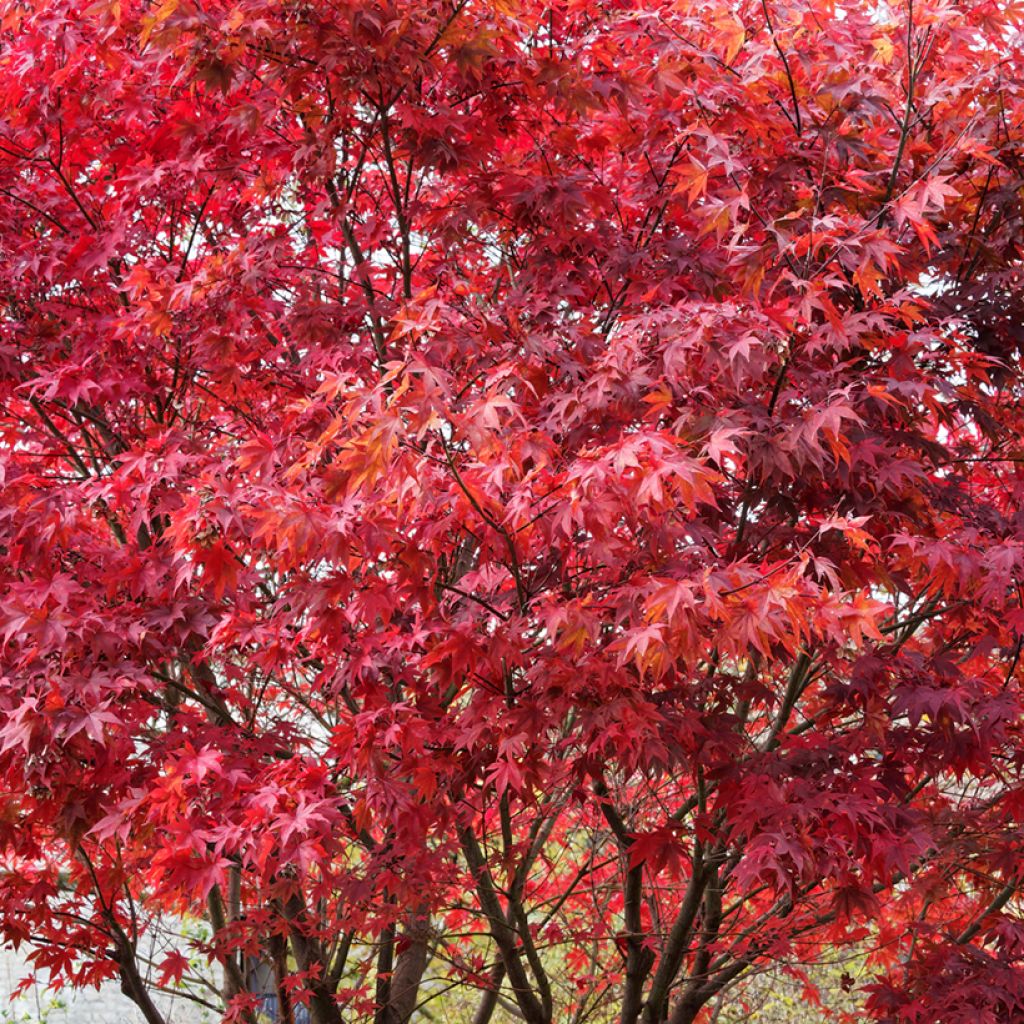 Acer palmatum Atropurpureum - Acero giapponese