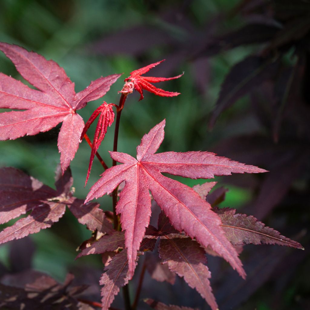 Acer palmatum Atropurpureum - Acero giapponese