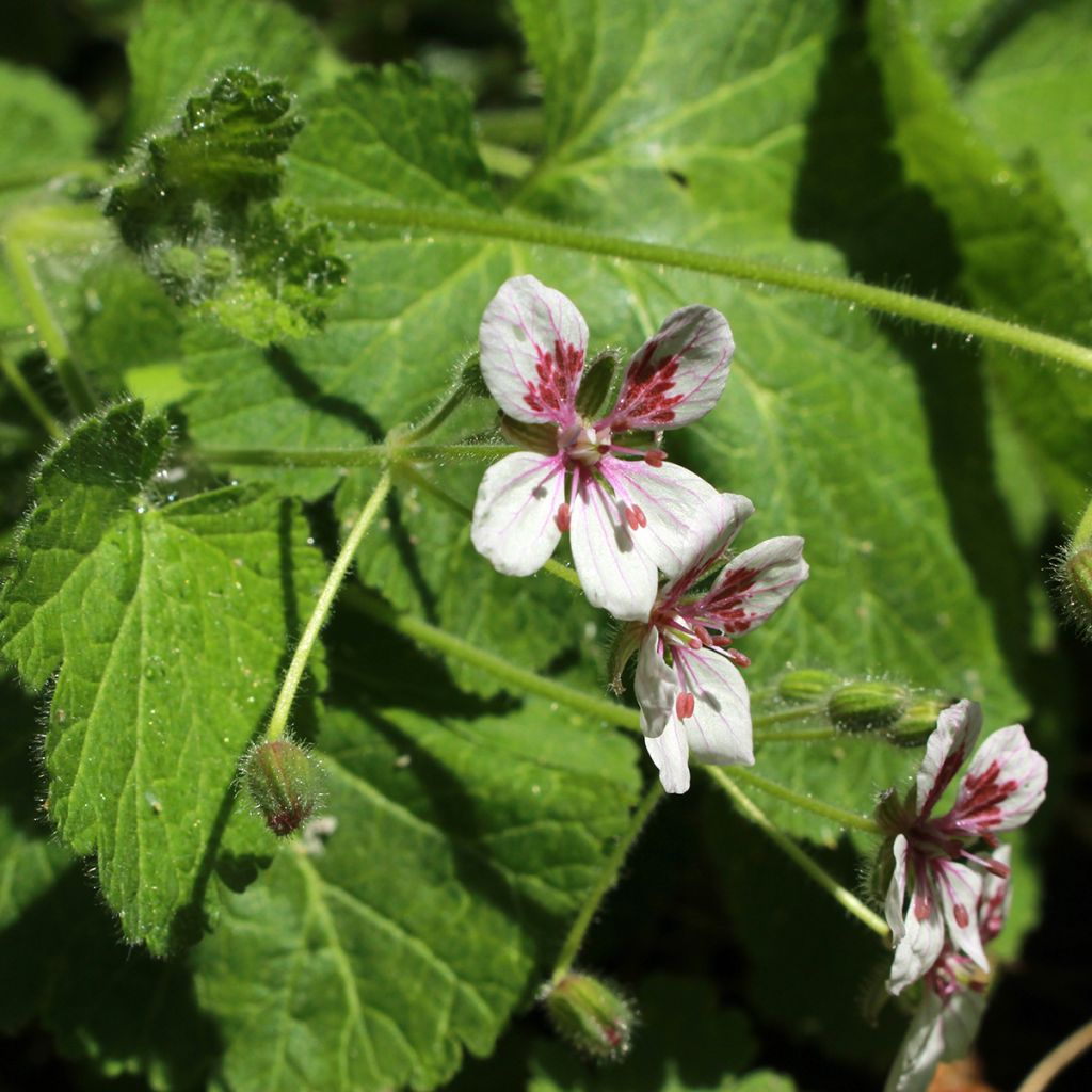 Erodium pelargoniiflorum Sweetheart