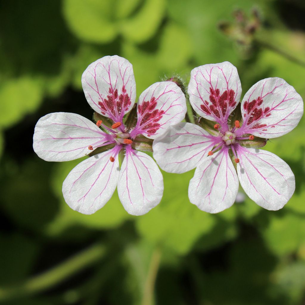 Erodium pelargoniiflorum Sweetheart