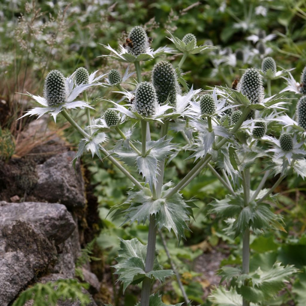 Eryngium giganteum Miss Willmotts Ghost