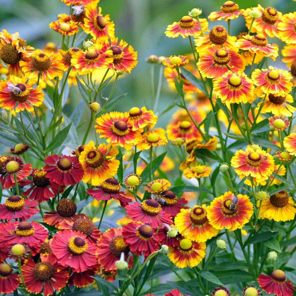 Helenium autumnale Red & Gold Hybrids (semi)