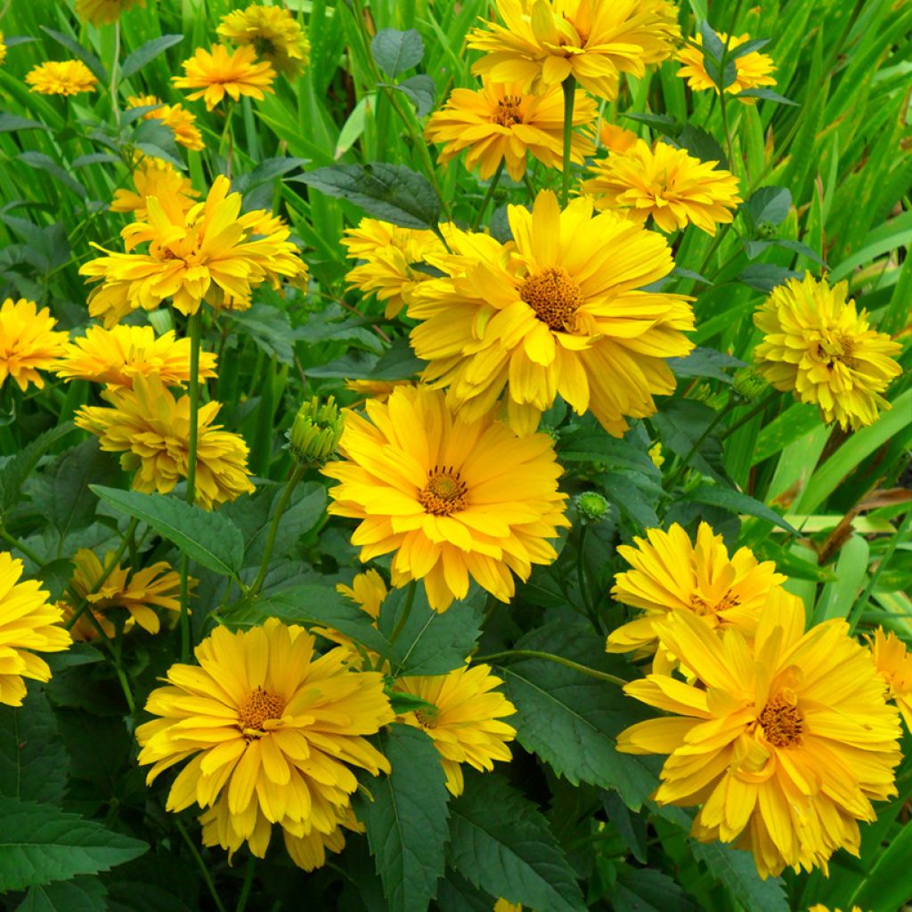 Heliopsis helianthoides var scabra Golden Double Hybrids