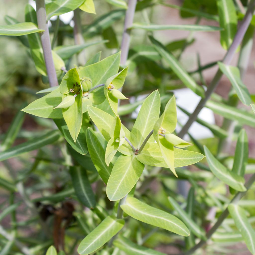 Euphorbia lathyris - Euforbia catapuzia (semi)