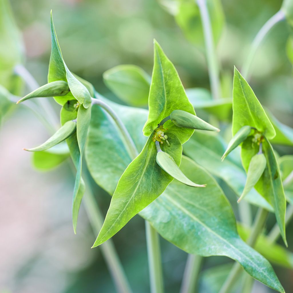 Euphorbia lathyris - Euforbia catapuzia (semi)