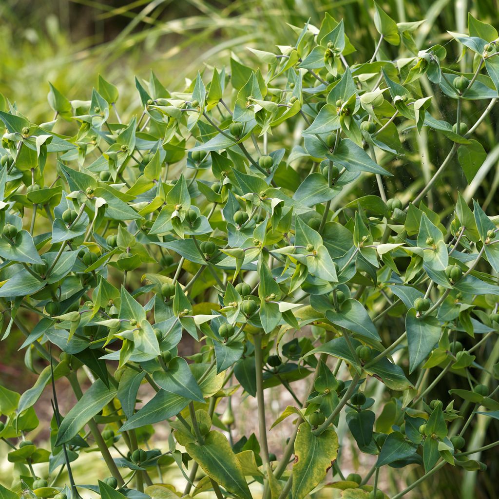 Euphorbia lathyris - Euforbia catapuzia (semi)