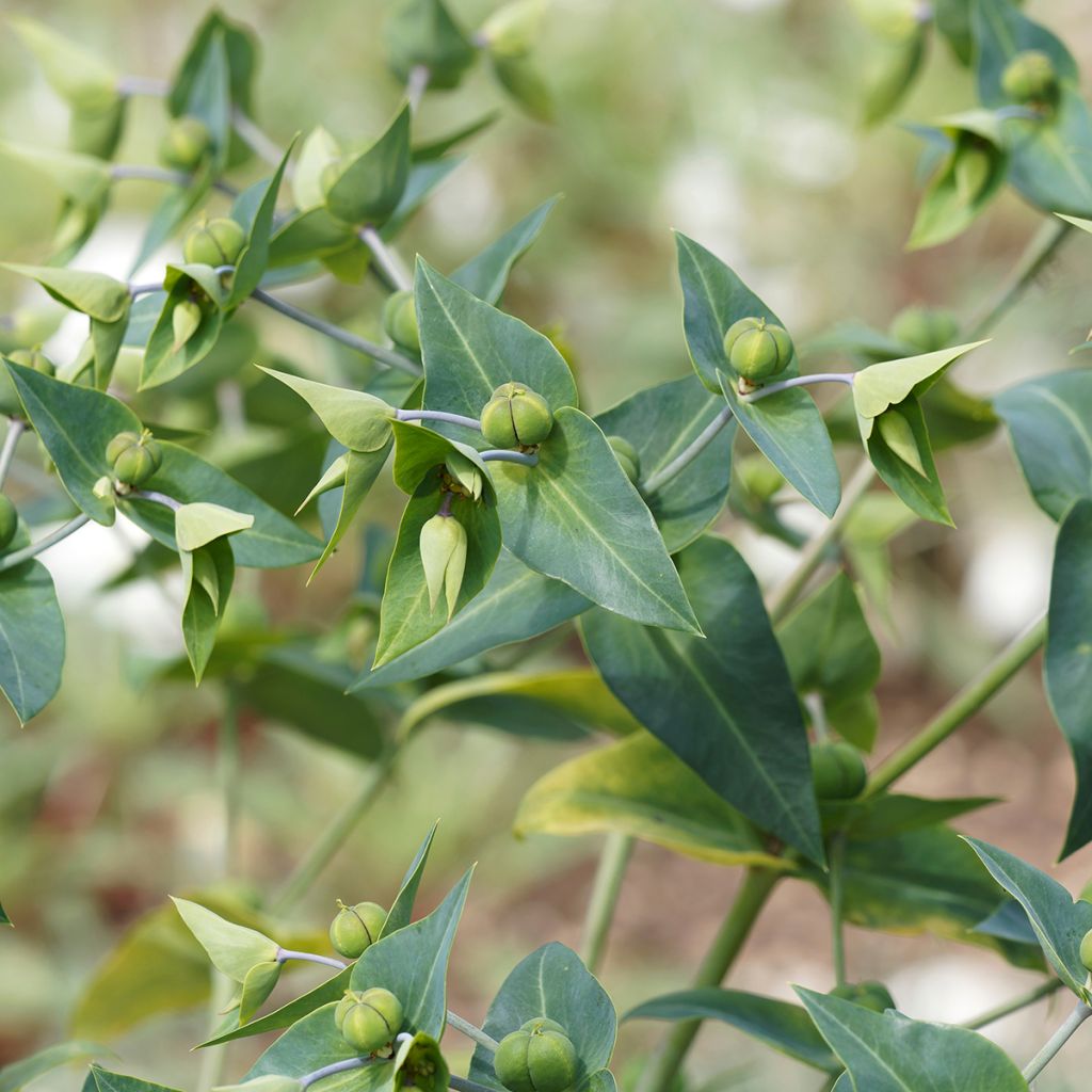 Euphorbia lathyris - Euforbia catapuzia (semi)