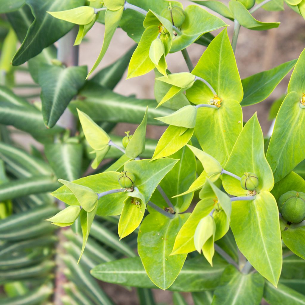 Euphorbia lathyris - Euforbia catapuzia (semi)