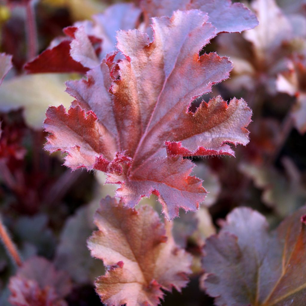 Heuchera Melting Fire