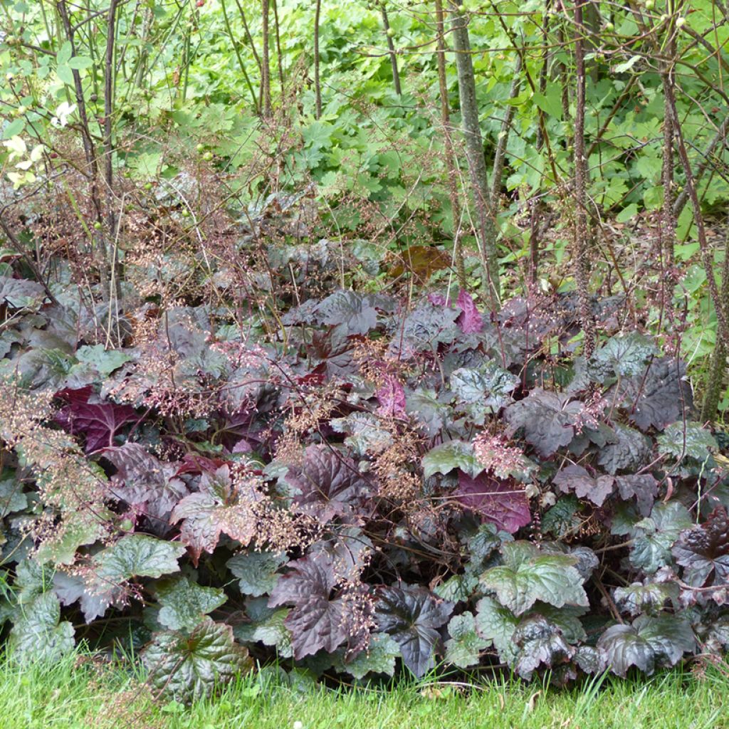 Heuchera micrantha Palace Purple (semi)