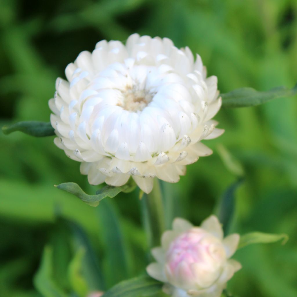 Helichrysum bracteatum Double blanche (semi) - Elicriso lucido