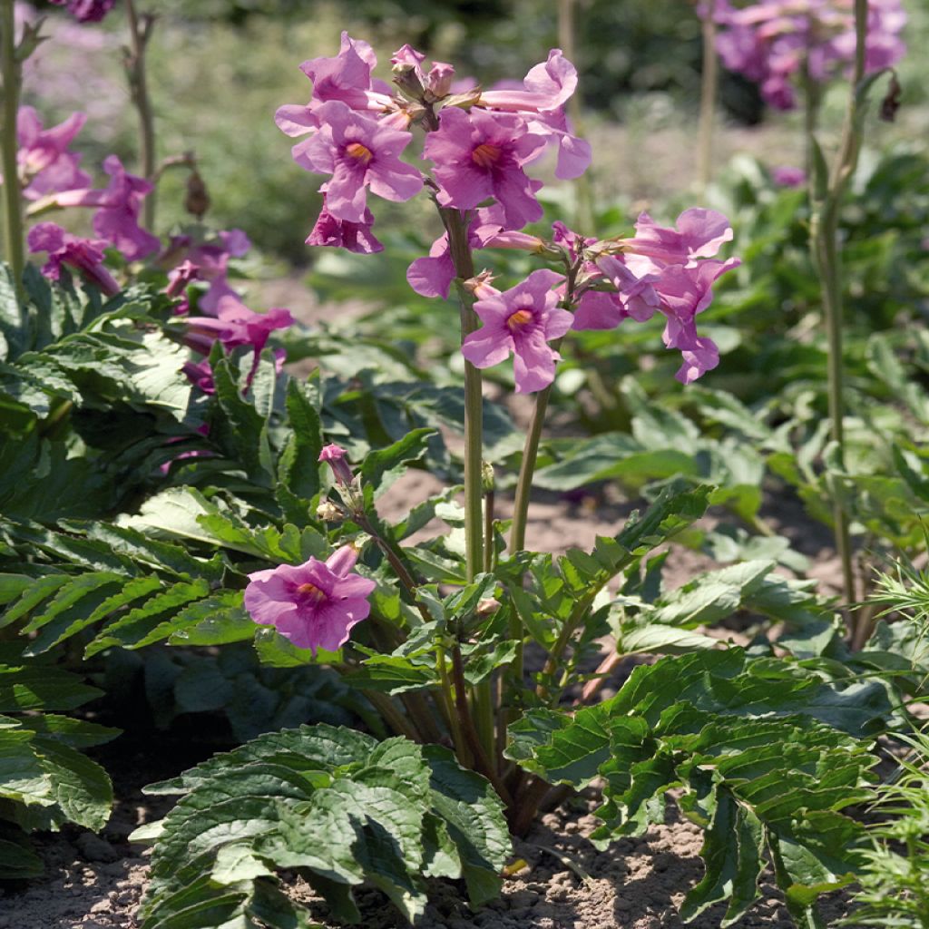 Incarvillea delavayi Deli Rose