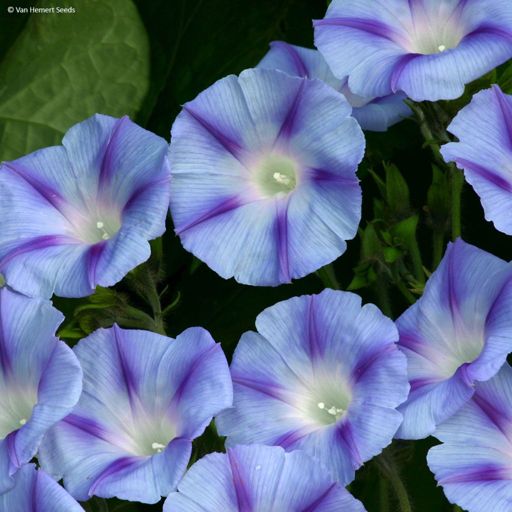 Ipomoea purpurea Dacapo Light Blue - Campanella turchina