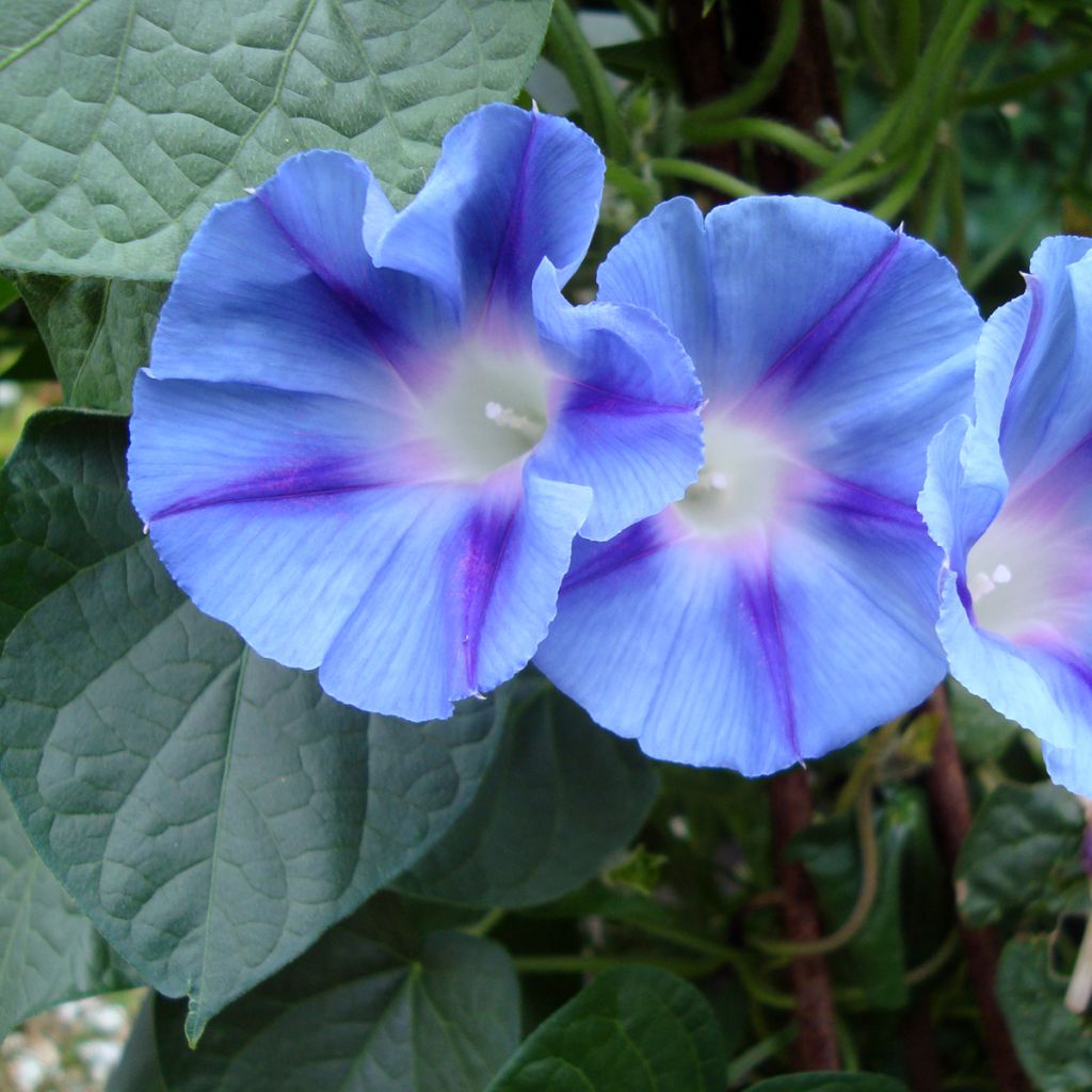 Ipomoea purpurea Dacapo Light Blue - Campanella turchina