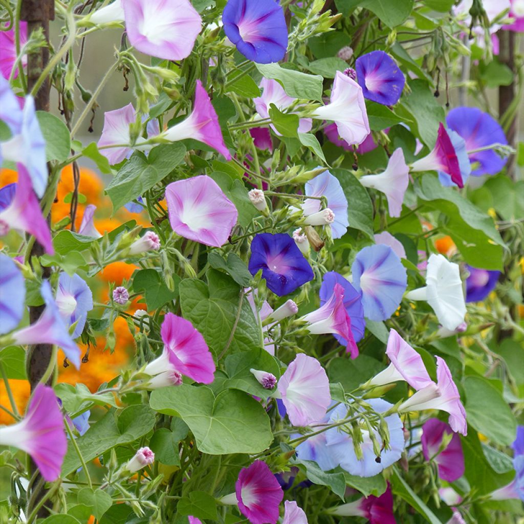 Ipomoea purpurea Lazy Luxe - Campanella turchina