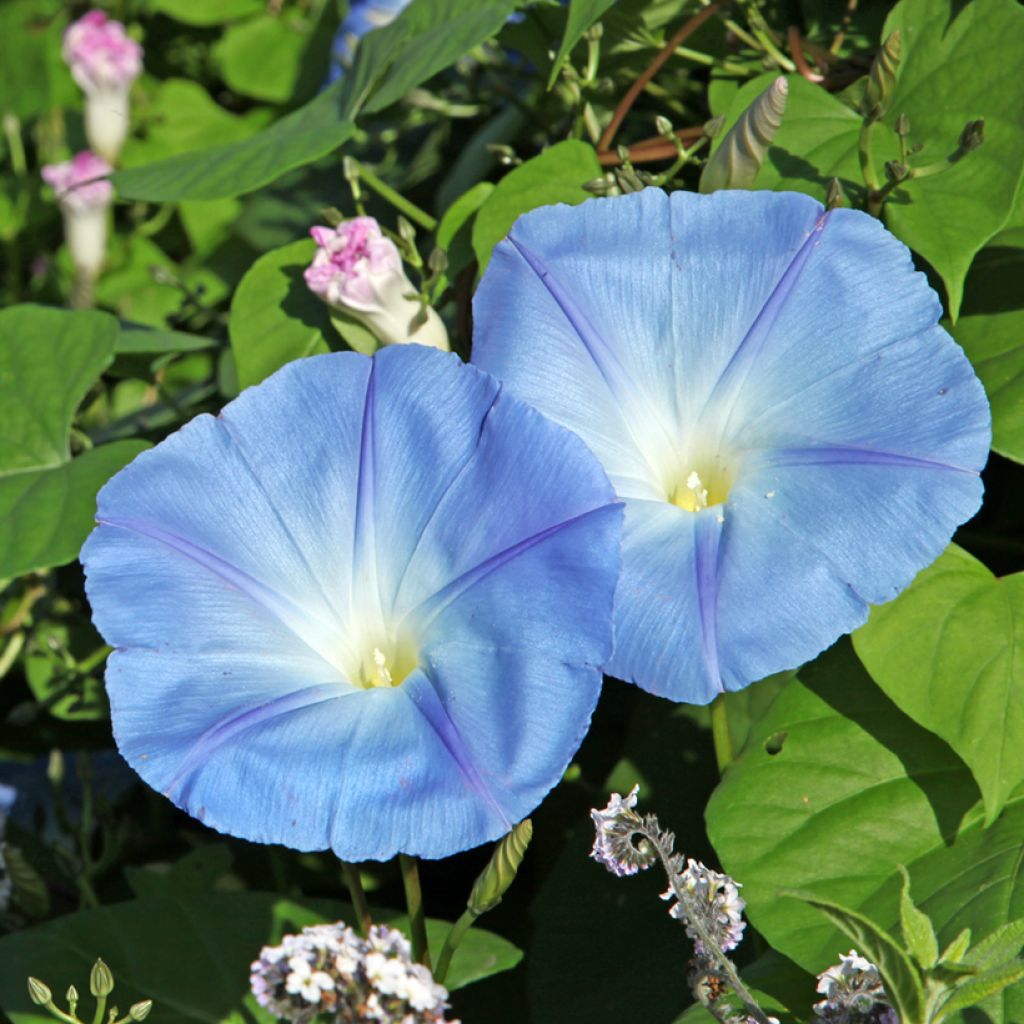 Ipomoea purpurea Light Blue Star - Campanella turchina