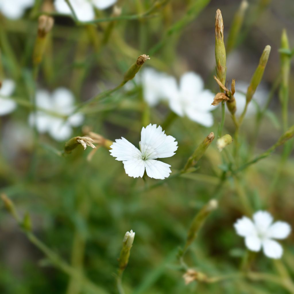 Dianthus deltoides albus - Garofanino minore