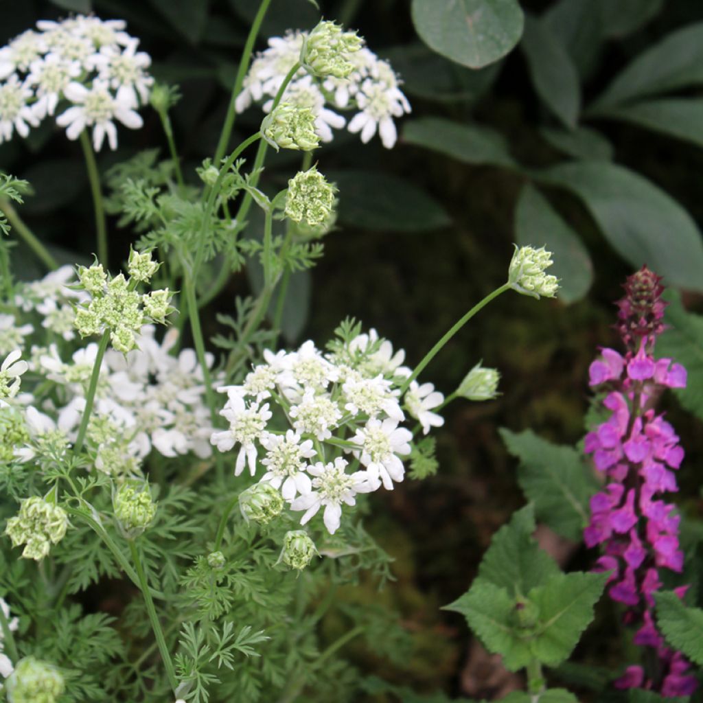 Orlaya grandiflora - Lappola bianca