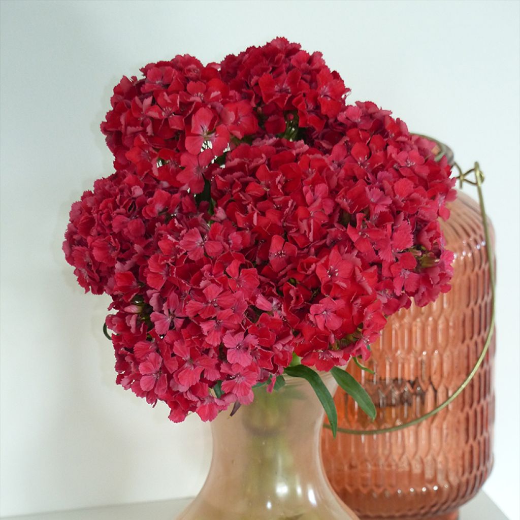 Dianthus barbatus Flora Pearl Terracotta (semi) - Garofano dei poeti