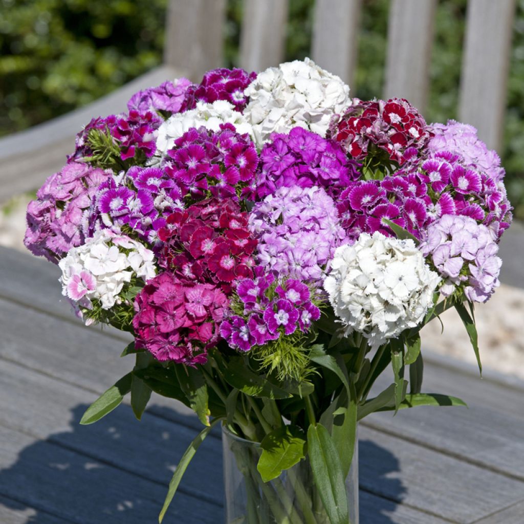 Dianthus barbatus Hollandia Formula Mix (semi) - Garofano dei poeti