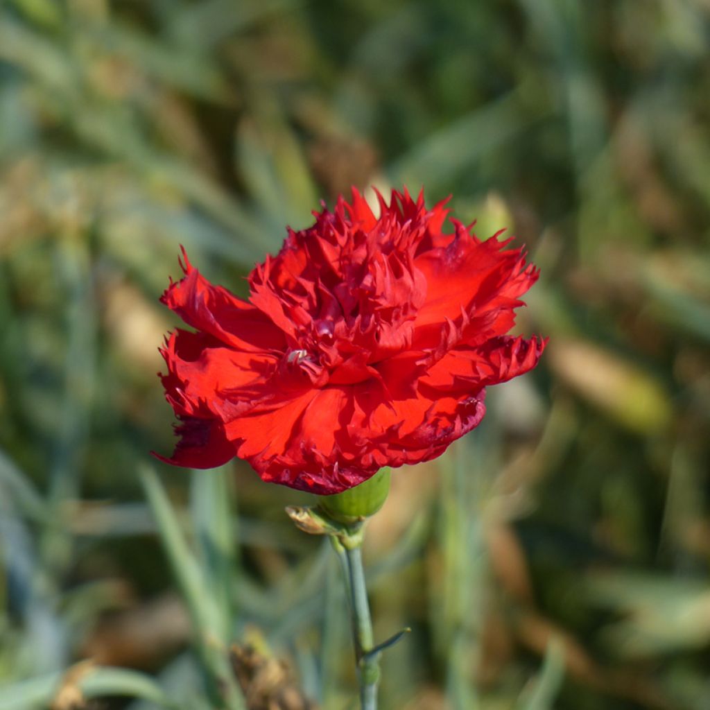 Dianthus caryophyllus Etincelant - Garofano comune