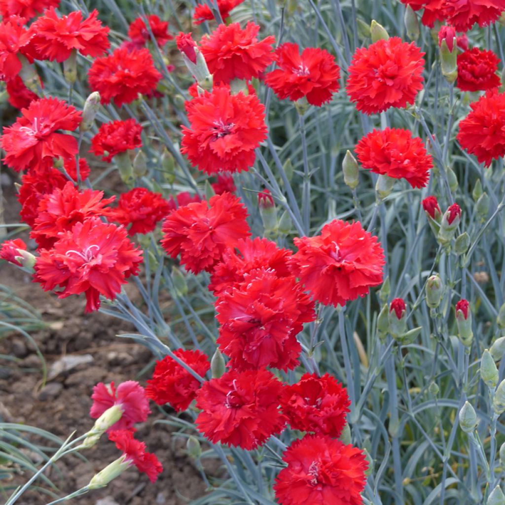 Dianthus caryophyllus Triumph Scarlet - Garofano comune