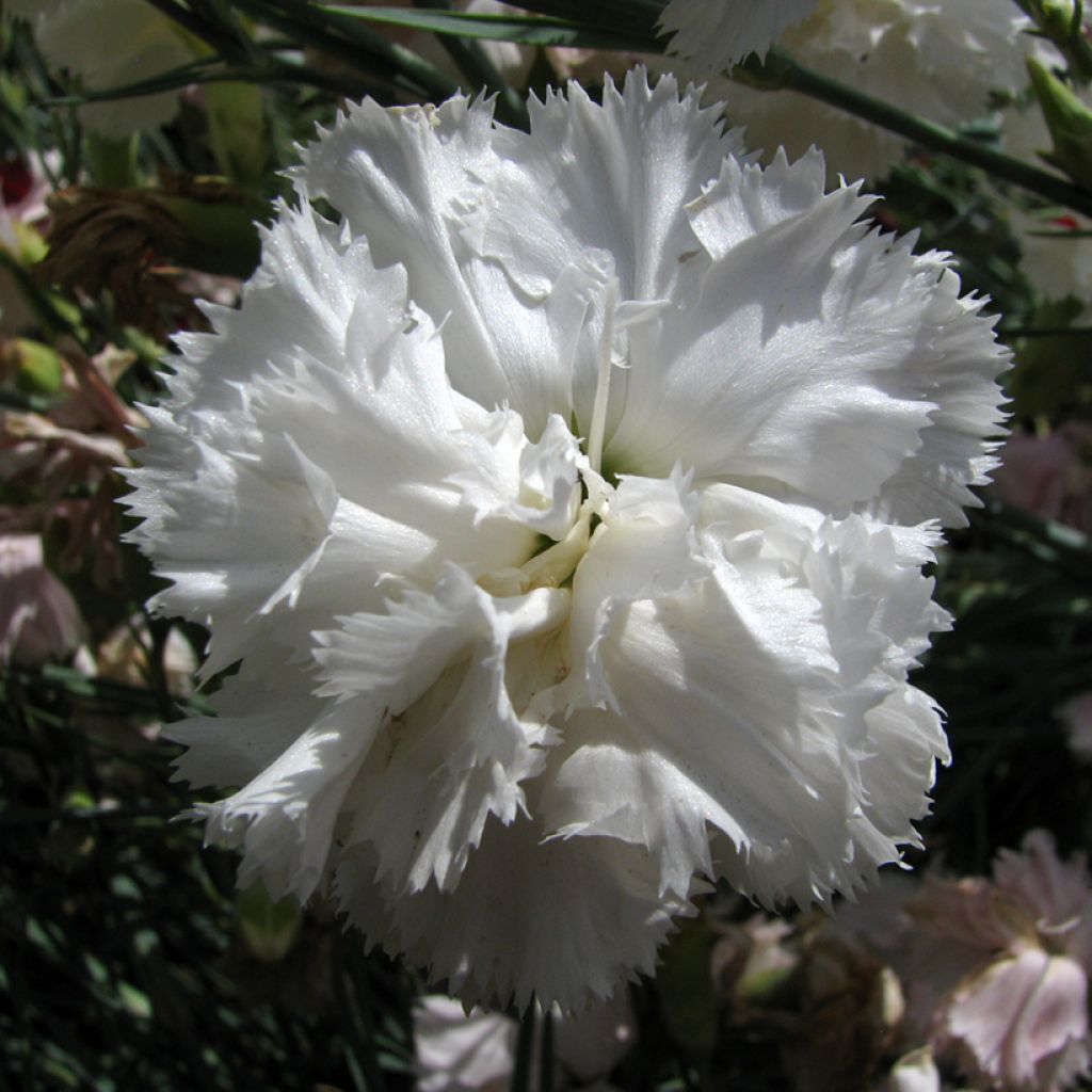 Dianthus caryophyllus Triumph White - Garofano comune