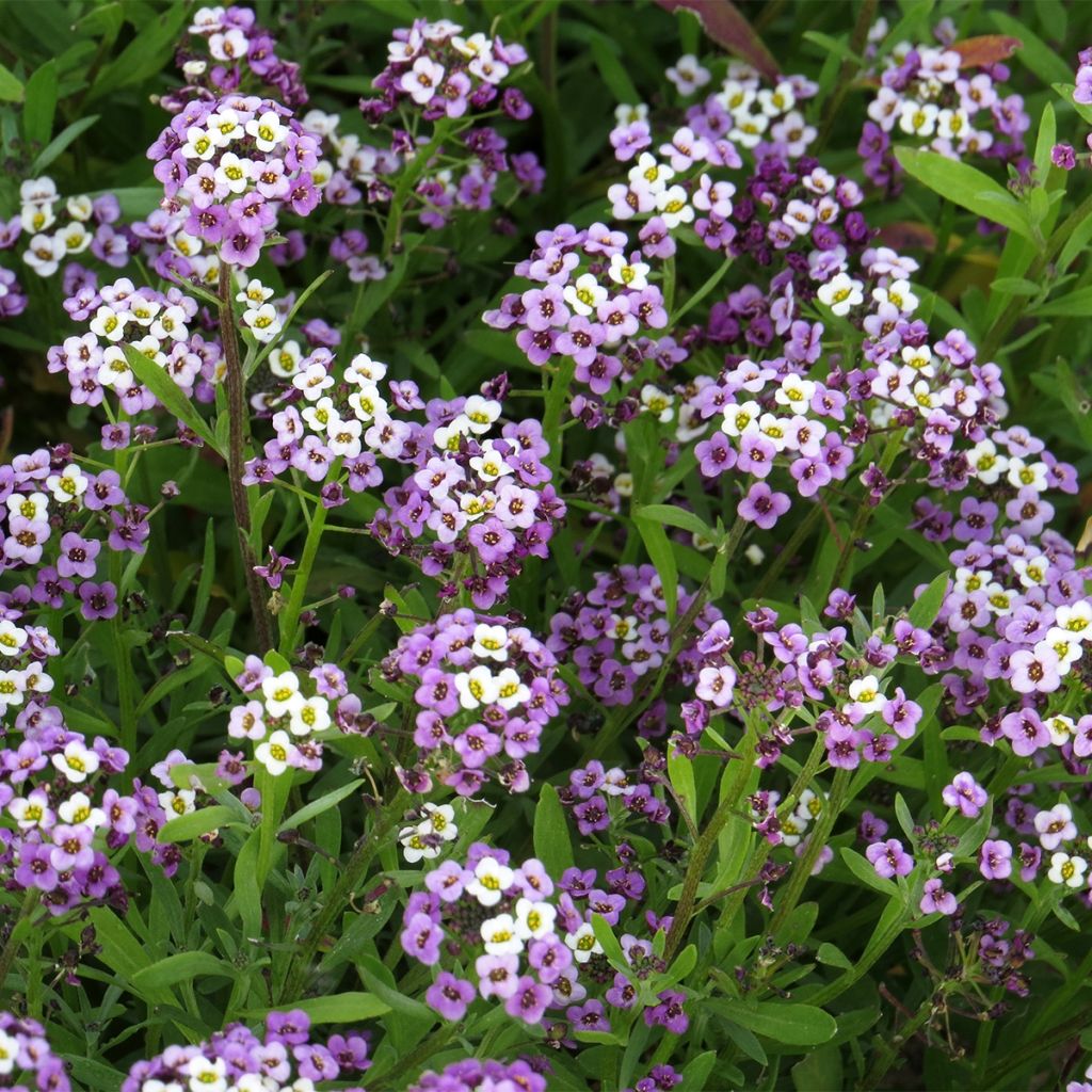 Lobularia maritima Royal Carpet - Alisso marittimo