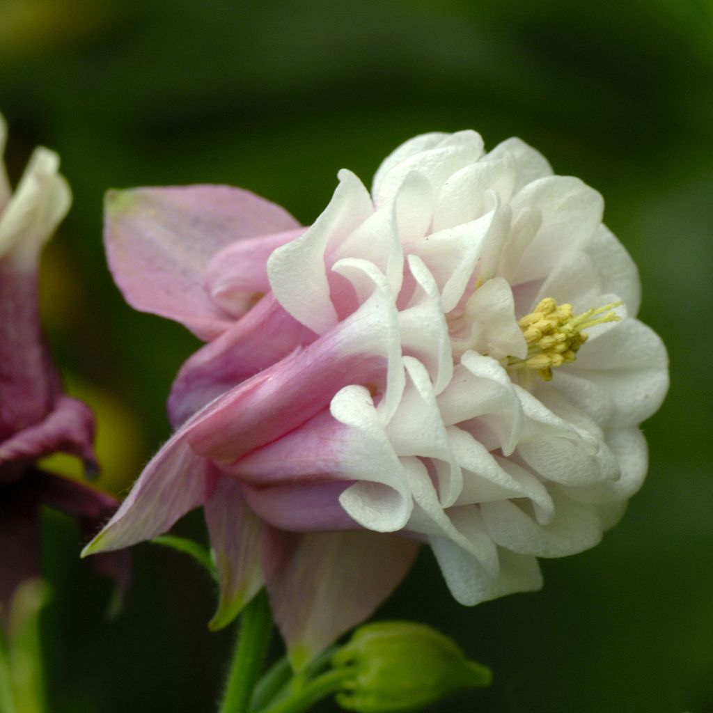 Aquilegia vulgaris Pink Petticoat