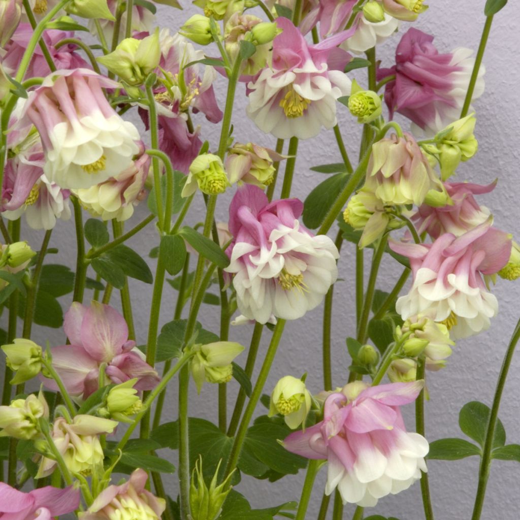 Aquilegia vulgaris Pink Petticoat