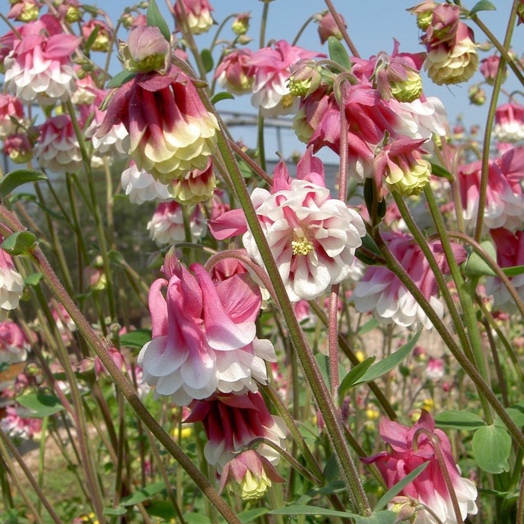 Aquilegia vulgaris Pink Petticoat