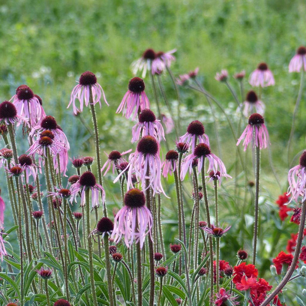 Echinacea pallida (semi)