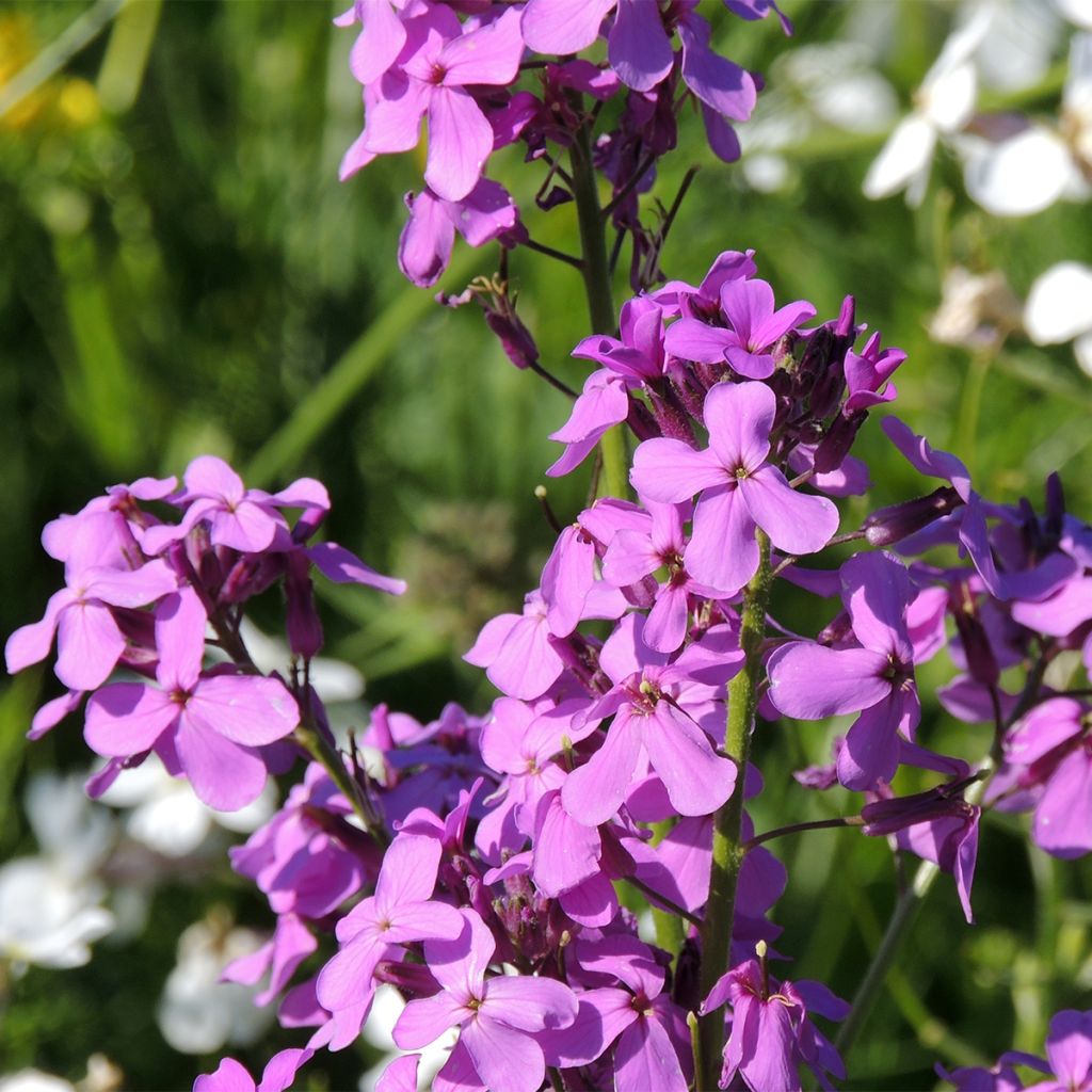 Graines de Julienne des Dames - Hesperis matronalis