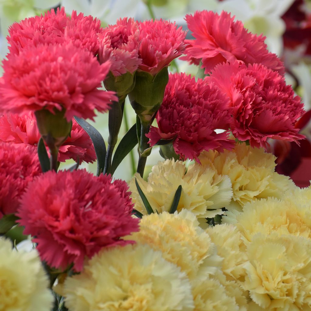 Dianthus caryophyllus Bananaberry Fizz - Garofano comune