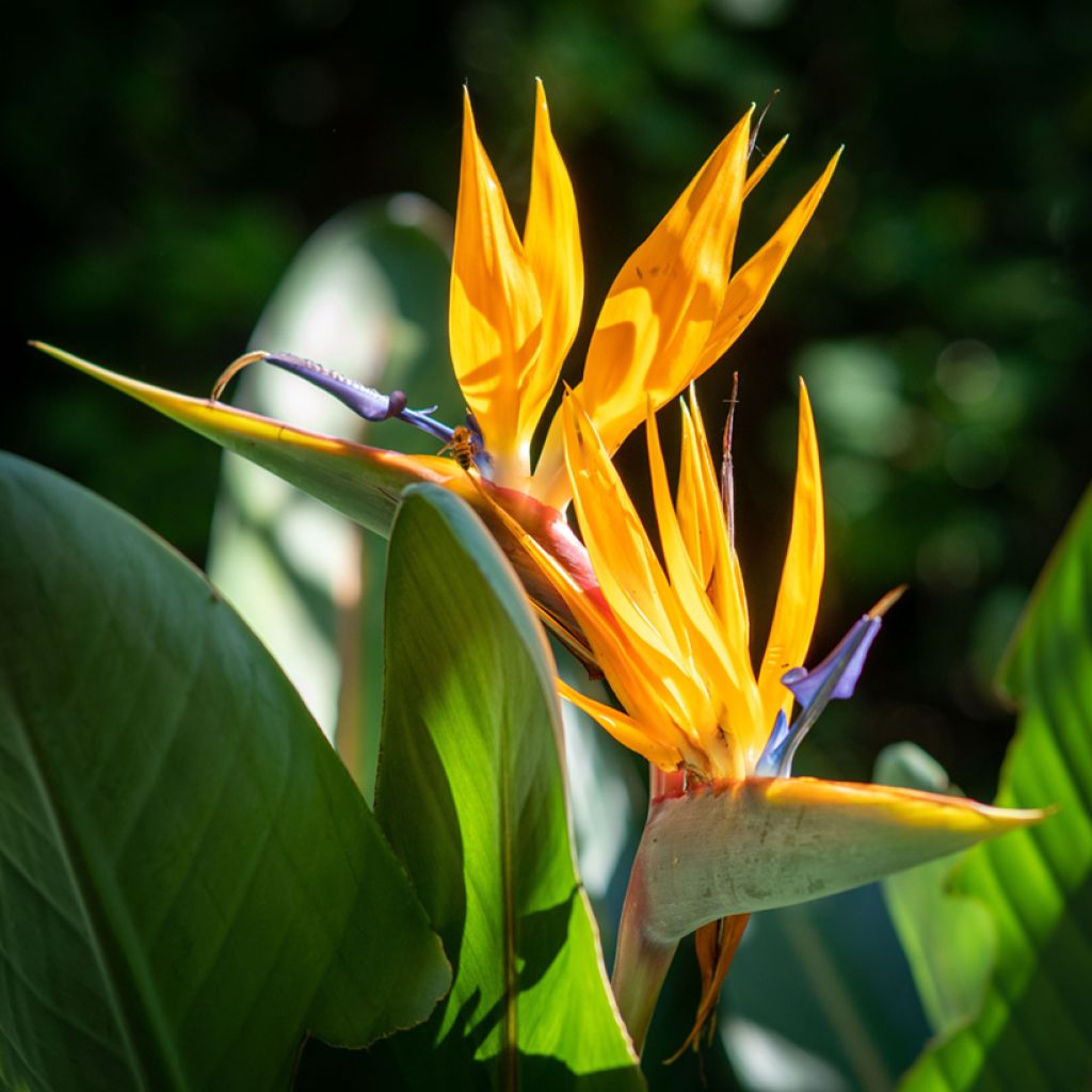 Strelitzia reginae Mandela’s Gold - Ucello del paradisio giallo