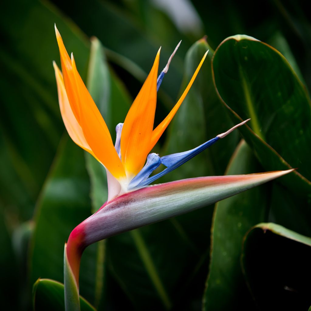 Strelitzia reginae Humilis - Ucello del paradisio nano