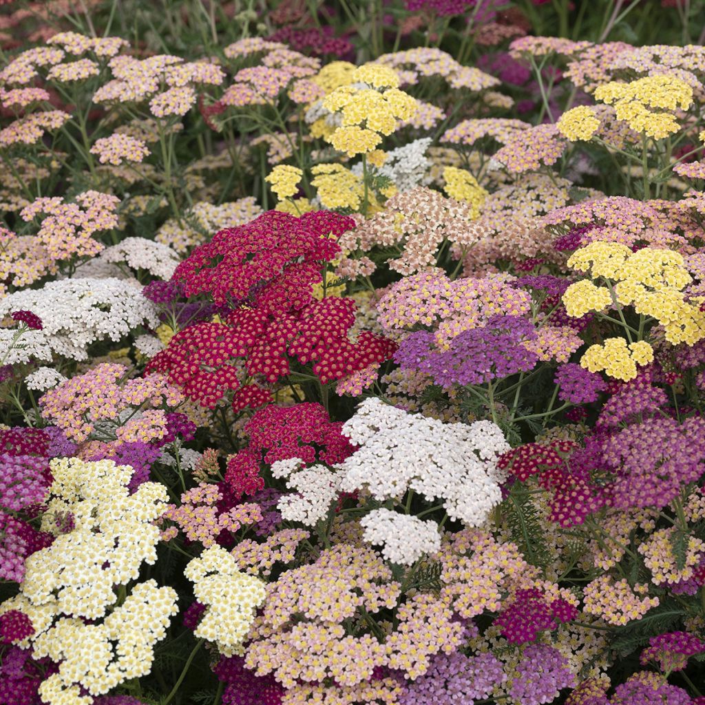 Achillea (x) millefolium Flowerburst Fruitbowl